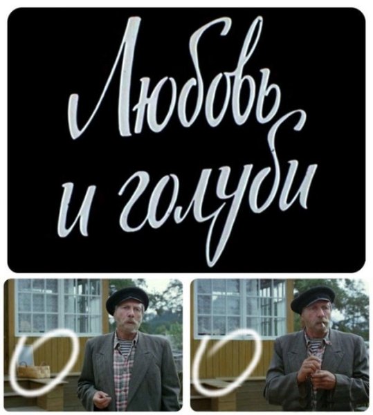 Любовь и голуби приколы