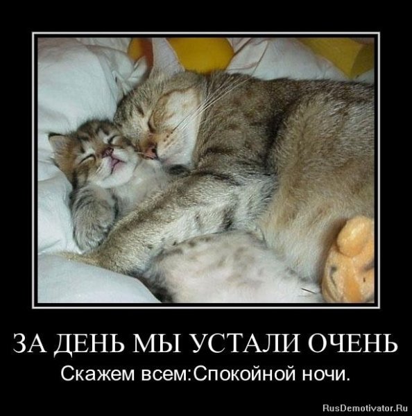 Спокойной ночи смешные картинки