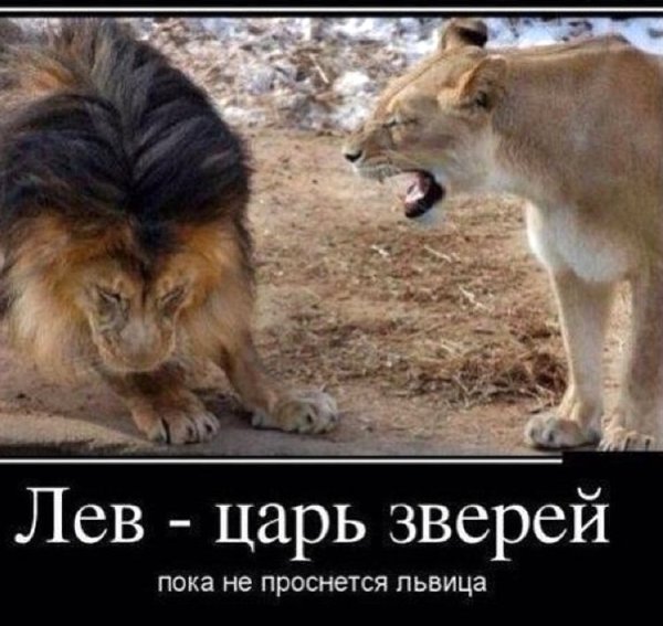 Лев демотиватор