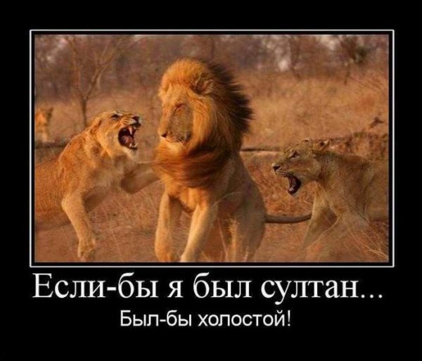 Лев демотиватор