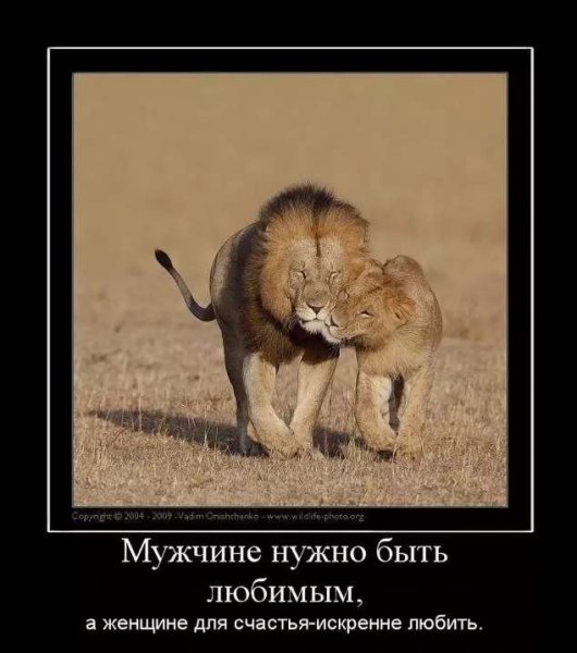Львица демотиваторы