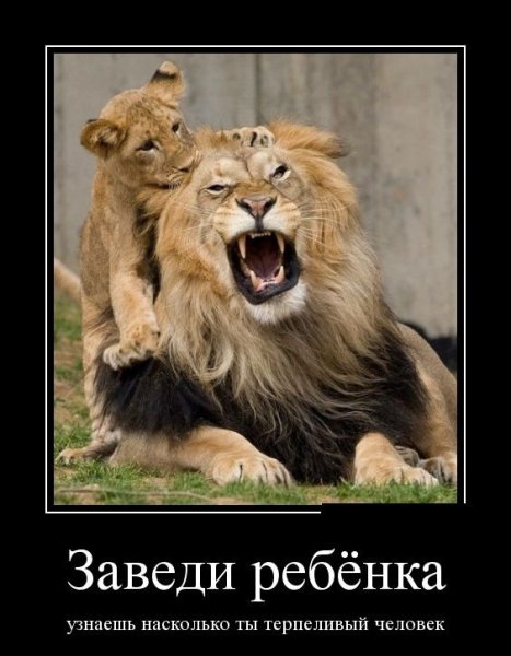 Лев демотиватор