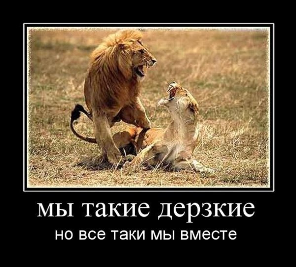 Лев демотиватор