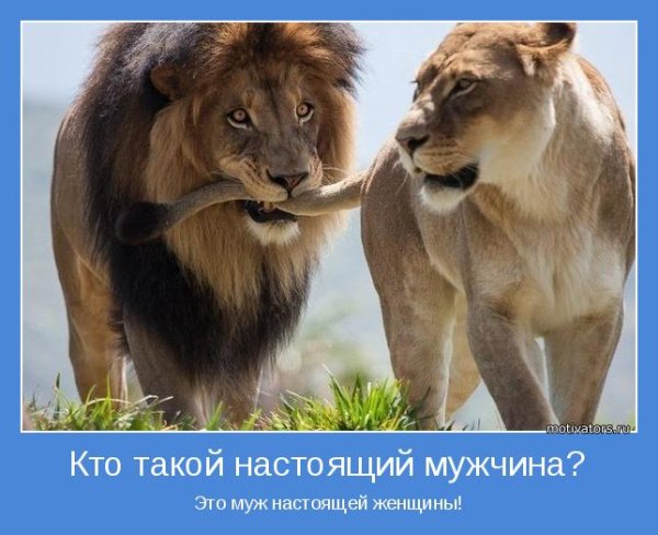 Лев юмор
