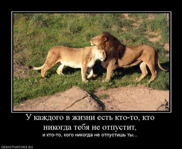 Лев и львица картинки с надписями