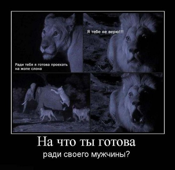 Лев демотиватор