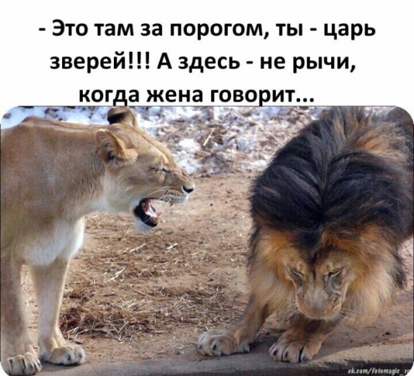 Это там за порогом ты царь зверей а здесь не рычи когда жена говорит