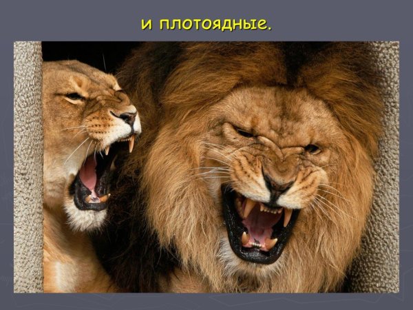 Мотиваторы со львом