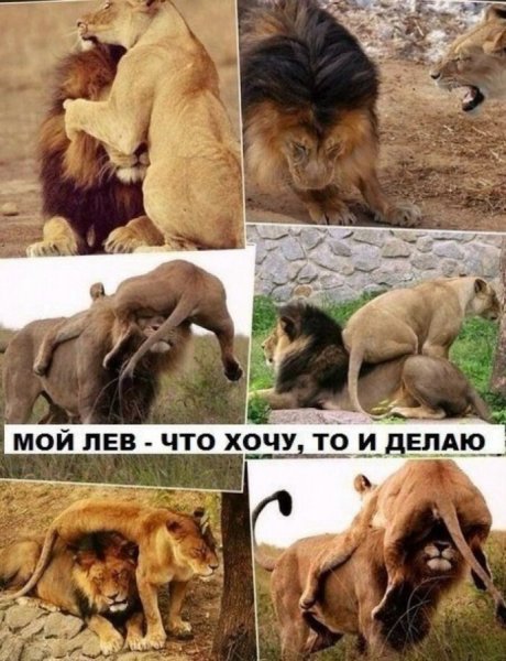Мой Лев что хочу то и делаю