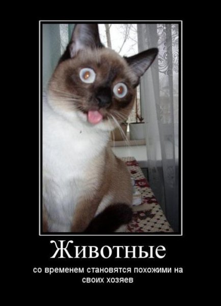 Веселые демотиваторы с животными