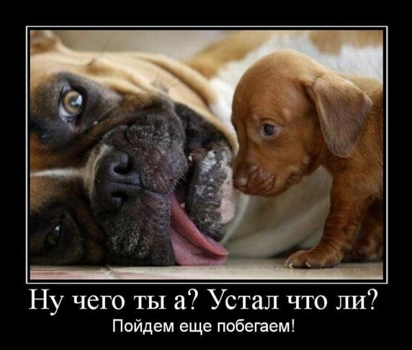 Демотиваторы про собак смешные