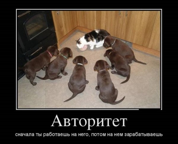Демотиваторы приколы про животных