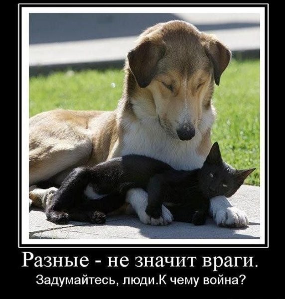 Приколы с животными демотиваторы