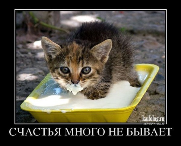 Счастья много не бывает