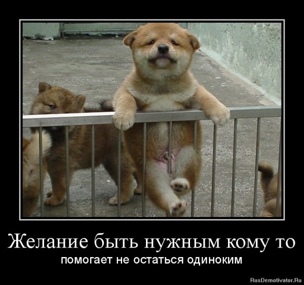 Демотиваторы про животных ржачные