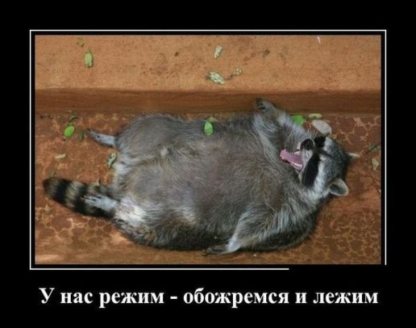 Приколы с животными демотиваторы