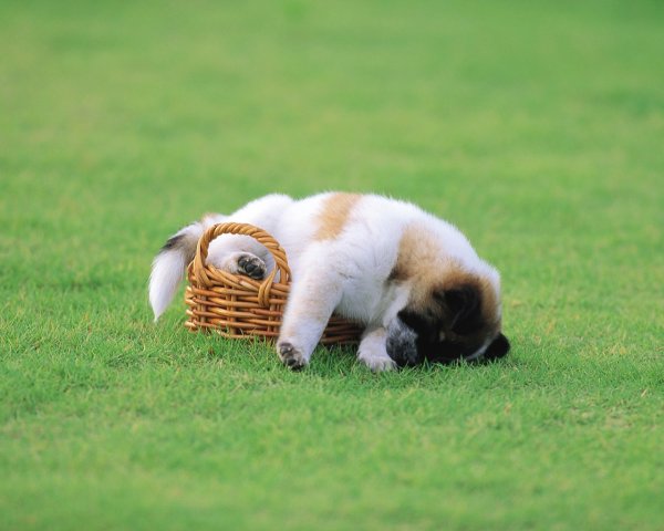 Демотиваторы животные смешные