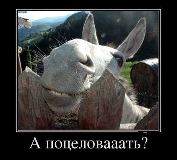 Демотиваторы животные