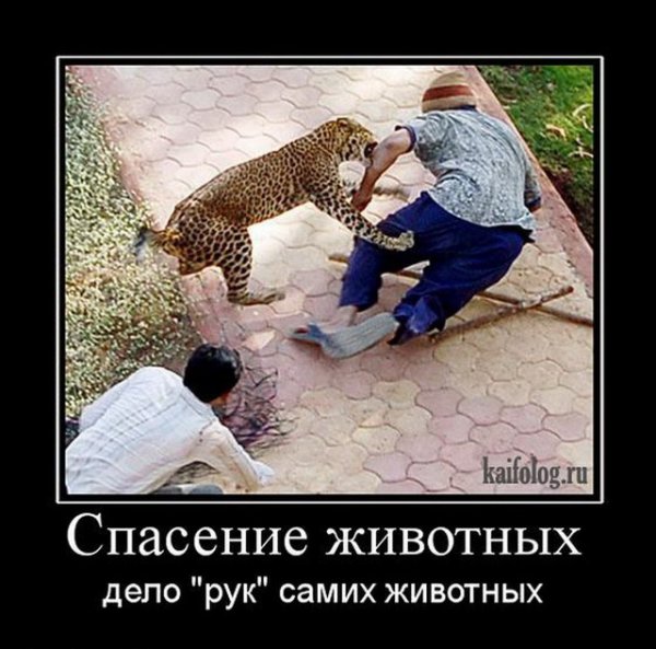 Приколы с животными демотиваторы