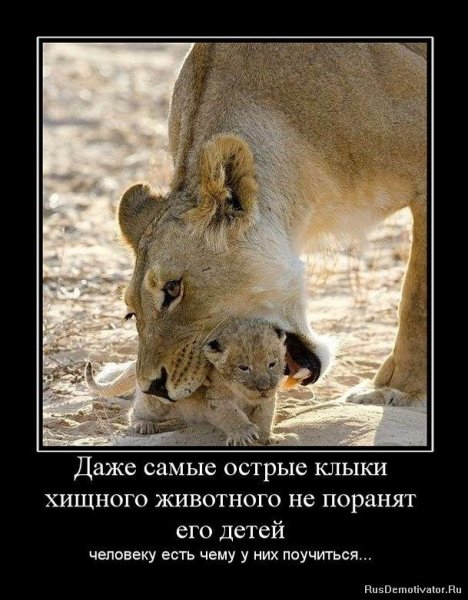 Прикольные демотиваторы