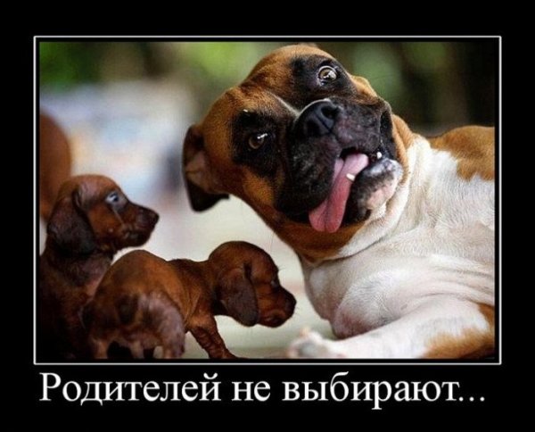 Демотиваторы про детей с животными