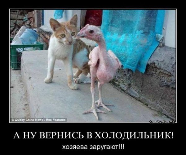 Курица приколы демотиваторы