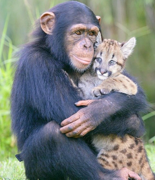 Обезьяна обнимает