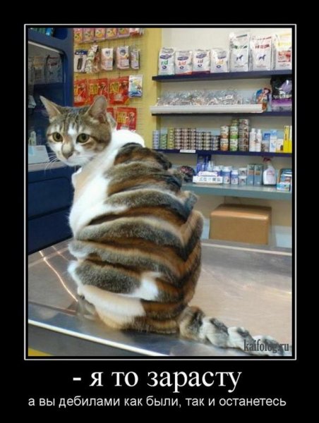 Смешные демотиваторы до слез