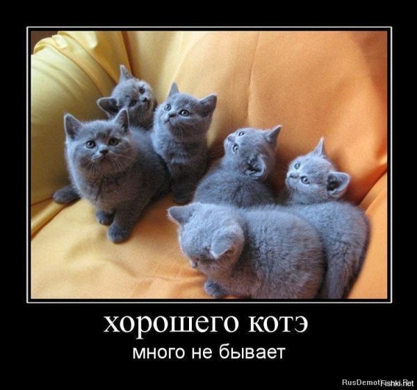 Демотиваторы кошки