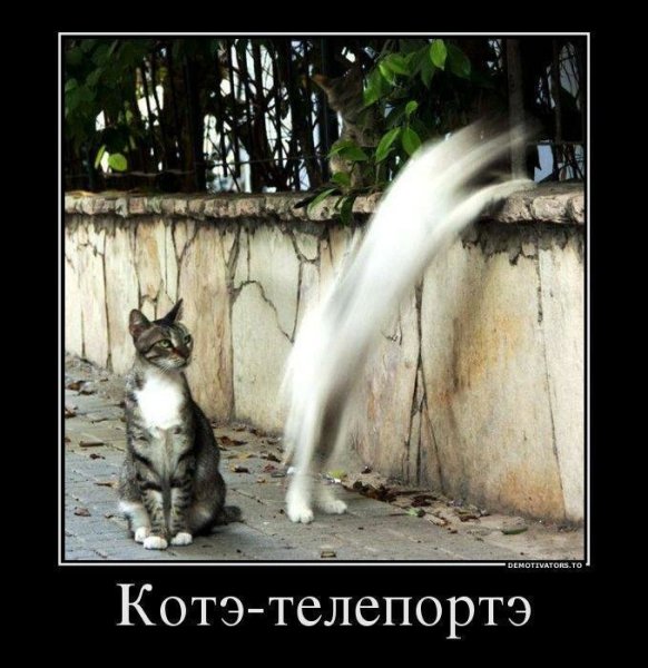 Демотиваторы про котов