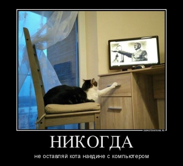 Котэ демотиваторы