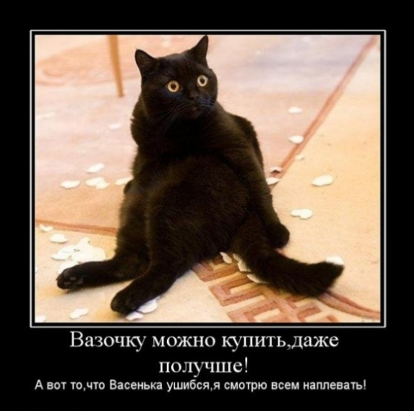 Котэ приколы