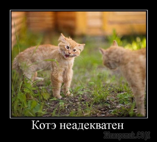 Кот демотиватор