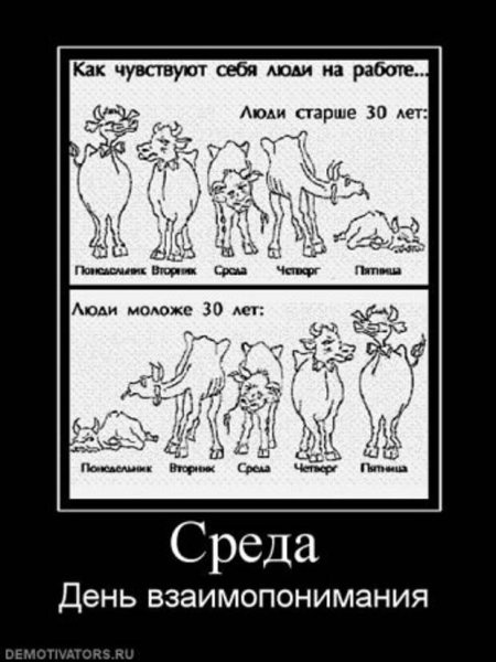 Среда юмор