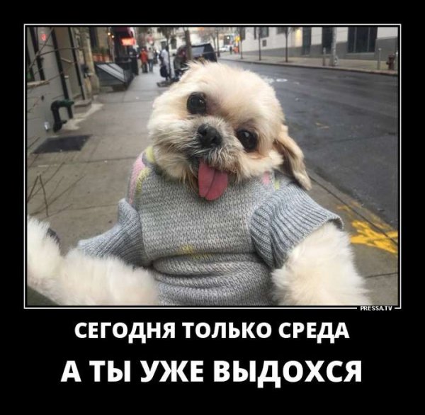 Демотиваторы про среду смешные