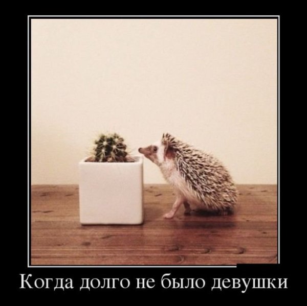 Демотиваторы про среду и работу