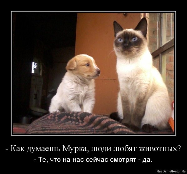 Демотиваторы про работу