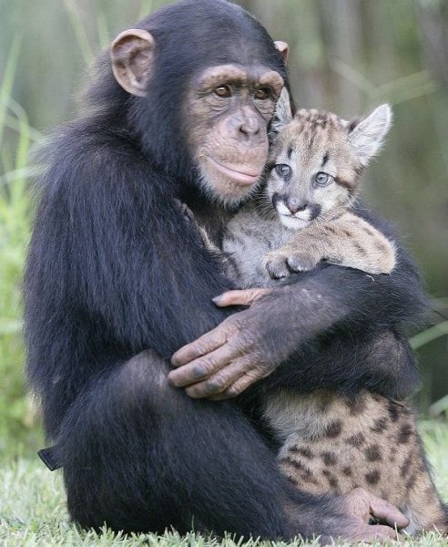 Обезьяна обнимает