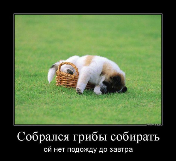 Демотиваторы с животными