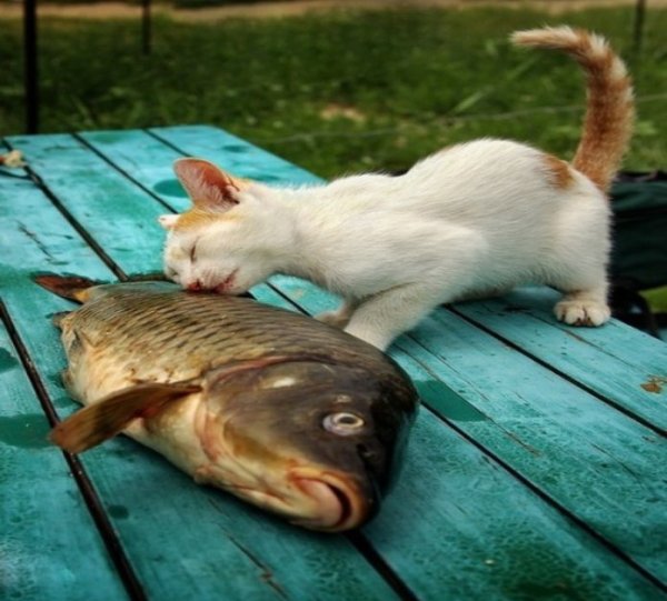 Позитивные демотиваторы для поднятия настроения