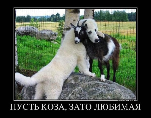 Пусть коза зато любимая