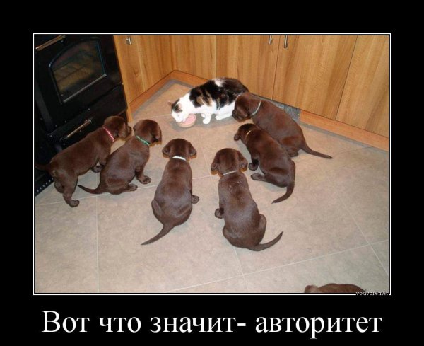 Демотиваторы с животными смешные