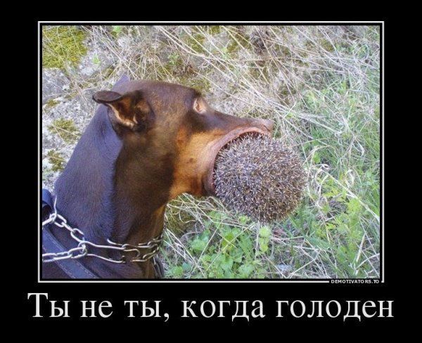 Демотиваторы смешные