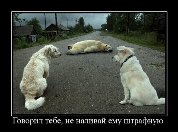 Демотиваторы приколы про животных