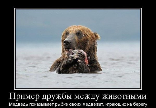 Медведь демотиватор