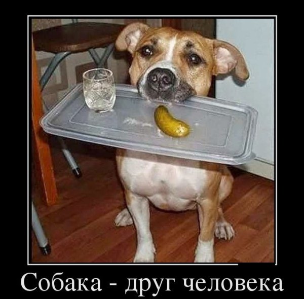 Шутки про собак