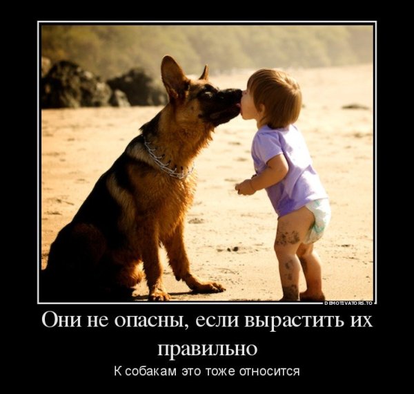 Собака демотиватор