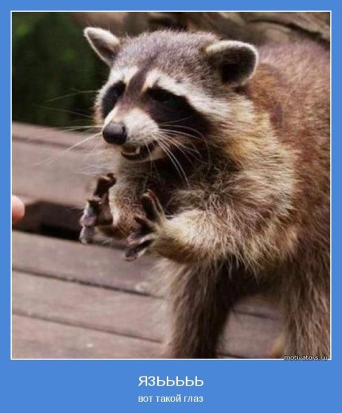 Енот демотиватор