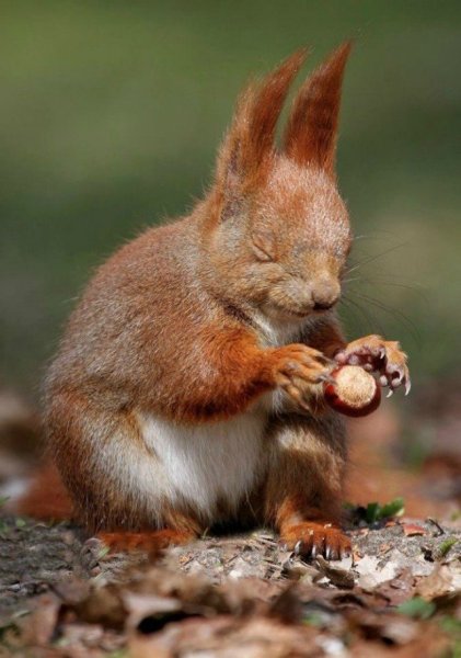 Смешные белки