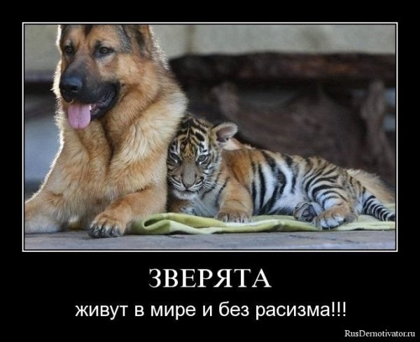 Животные со смыслом